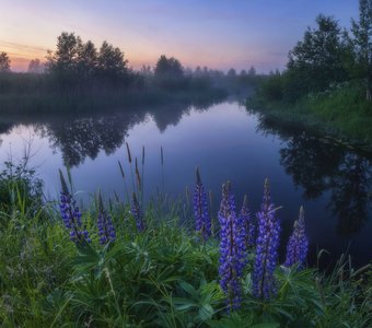 Люпиновые сумерки II