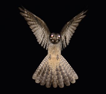 Любопытный козодой