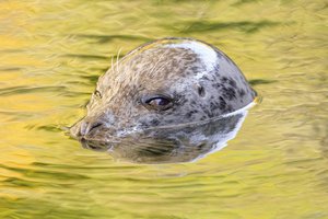 Морские леопарды соблазняют самок «детскими стишками»