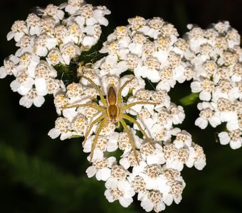 В ожидании ужина