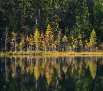 Таежный пейзаж.