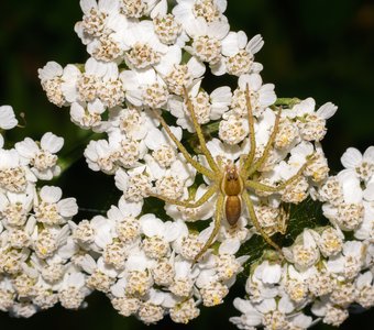 В ожидании ужина