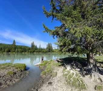 Старая лиственница на берегу