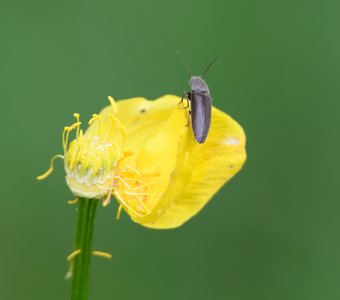 «Высоко сижу, далеко гляжу!»