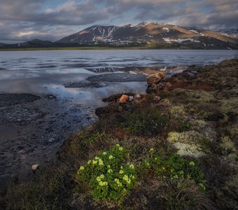 Колымские рододендроны