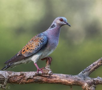 (Не)обыкновенная