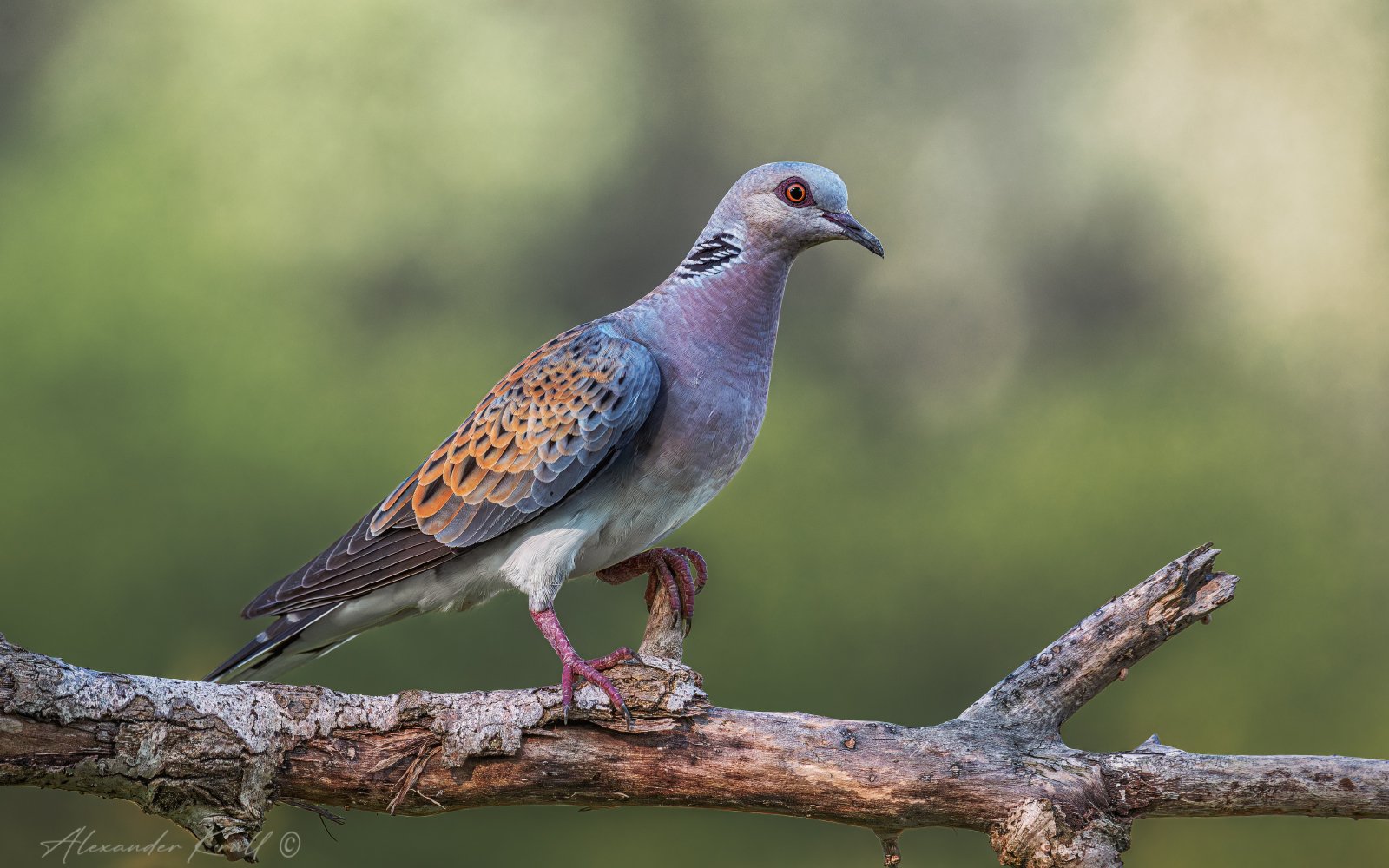 (Не)обыкновенная