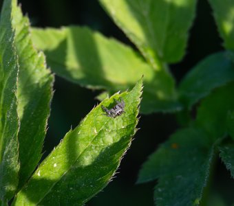 Страшно обаятельный паучок-скакунчик