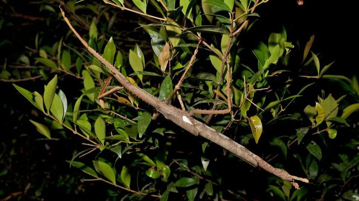 Фото: James Cook University