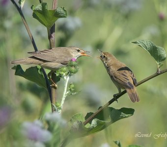 Кормление слётка. Эпизод 4. - Ой!