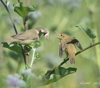 Кормление слётка. Эпизод 2. - Держи и ешь не спеша!