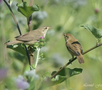 Кормление слётка. Эпизод 5. - Мам, ещё хочу!