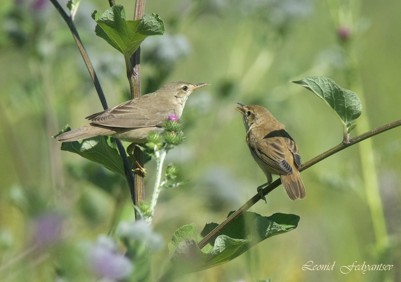 Кормление слётка. Эпизод 5. - Мам, ещё хочу!