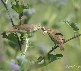 Кормление слётка. Эпизод 3. - Прожуй и не глотай целиком!