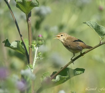 Кормление слётка. Эпизод 1. - Мам, дай поесть!