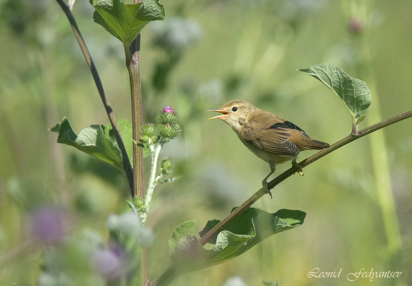 Кормление слётка. Эпизод 1. - Мам, дай поесть!