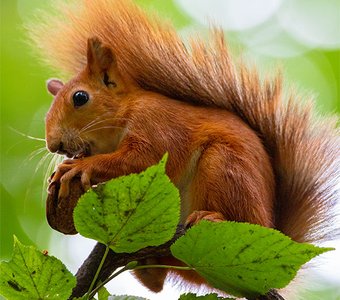 Белочка и орешек