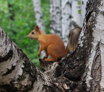 В берёзовой роще