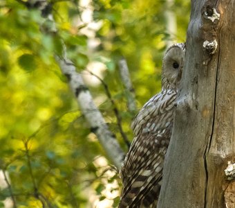 Одним глазком гляну