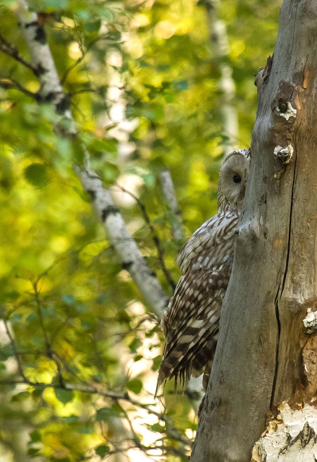 Одним глазком гляну