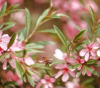 Полёт пчелы