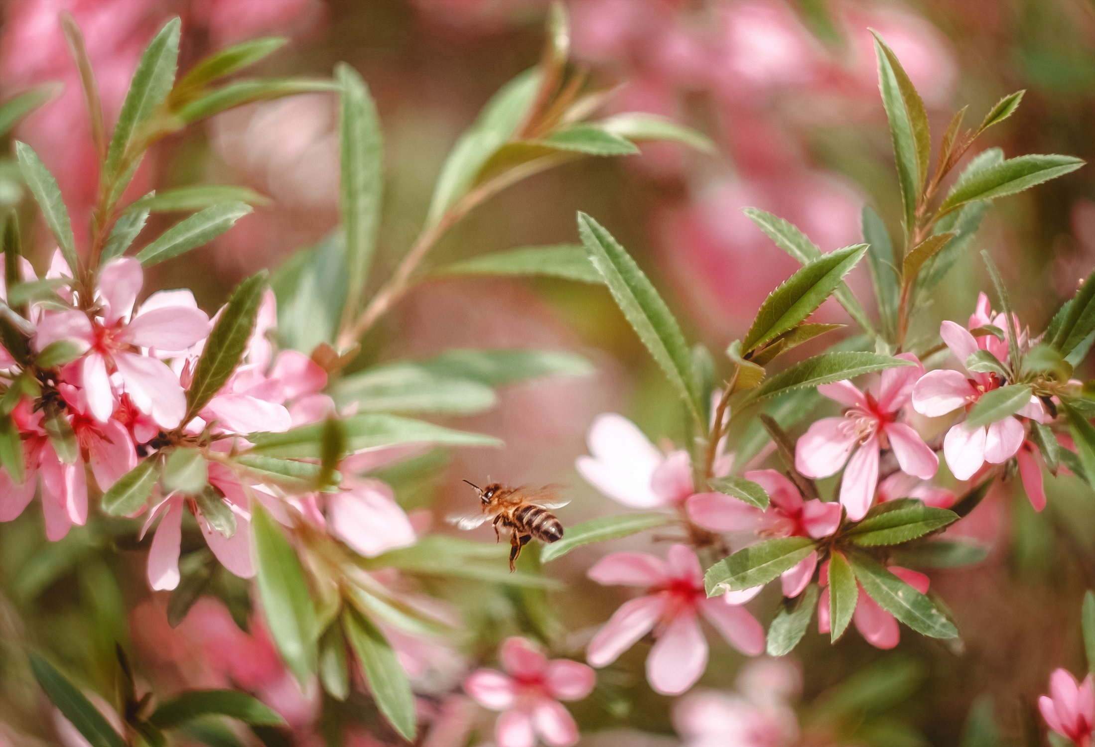 Полёт пчелы