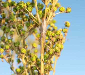 Специалист по маскировке высочайшего уровня