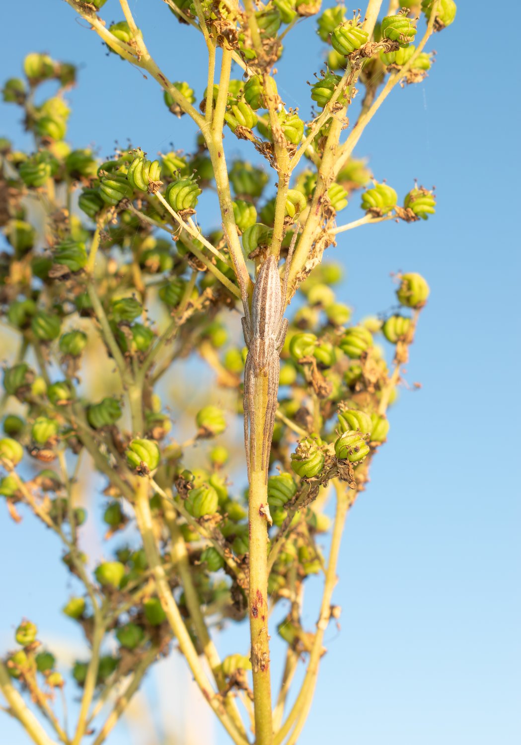 Эксперт по маскировке высочайшего уровня