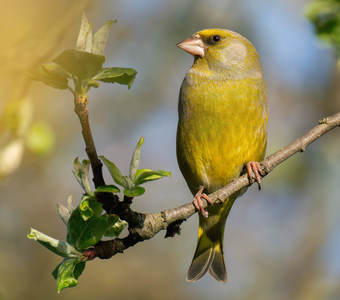 Серьезнейший товарищ!