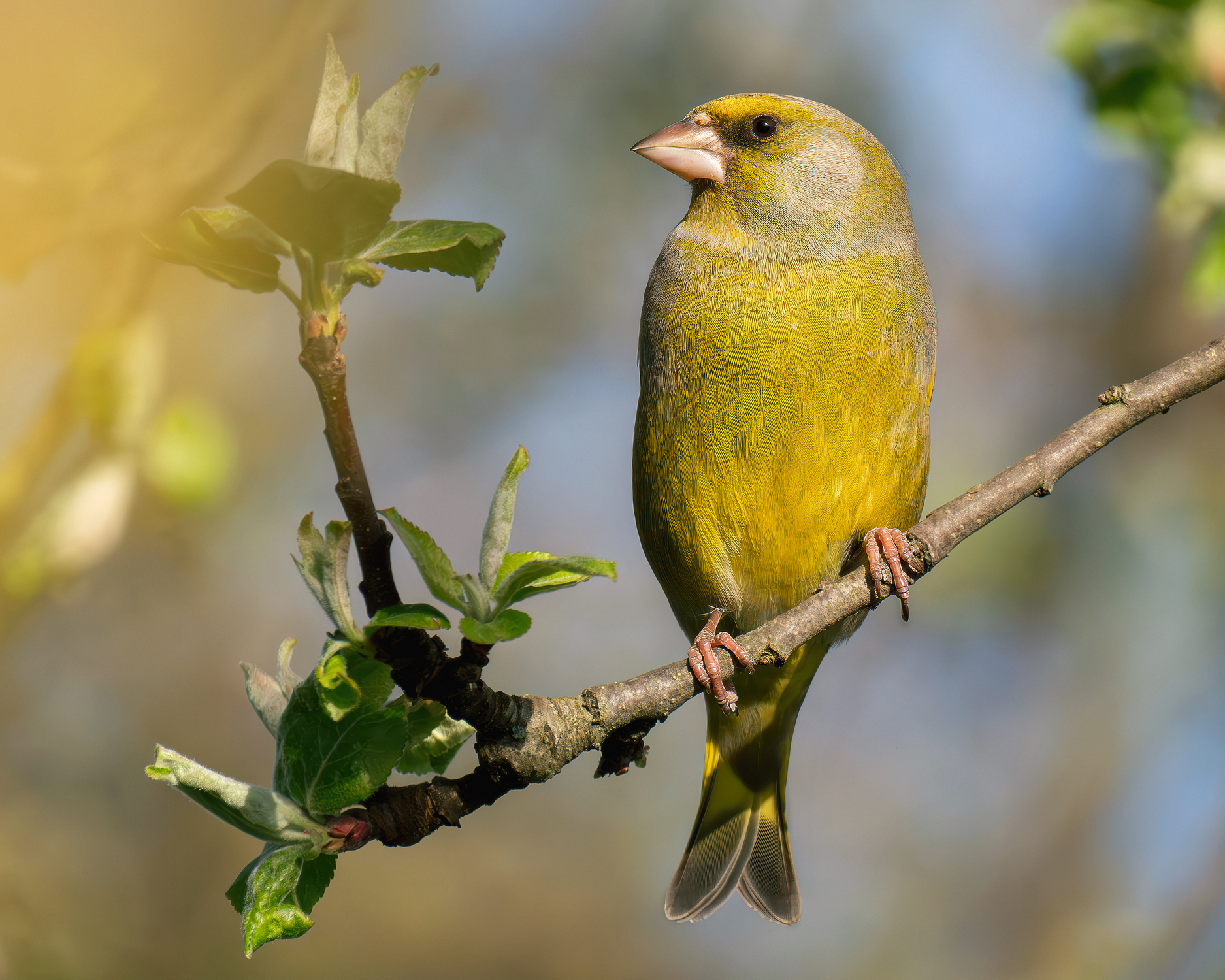 Серьезнейший товарищ!