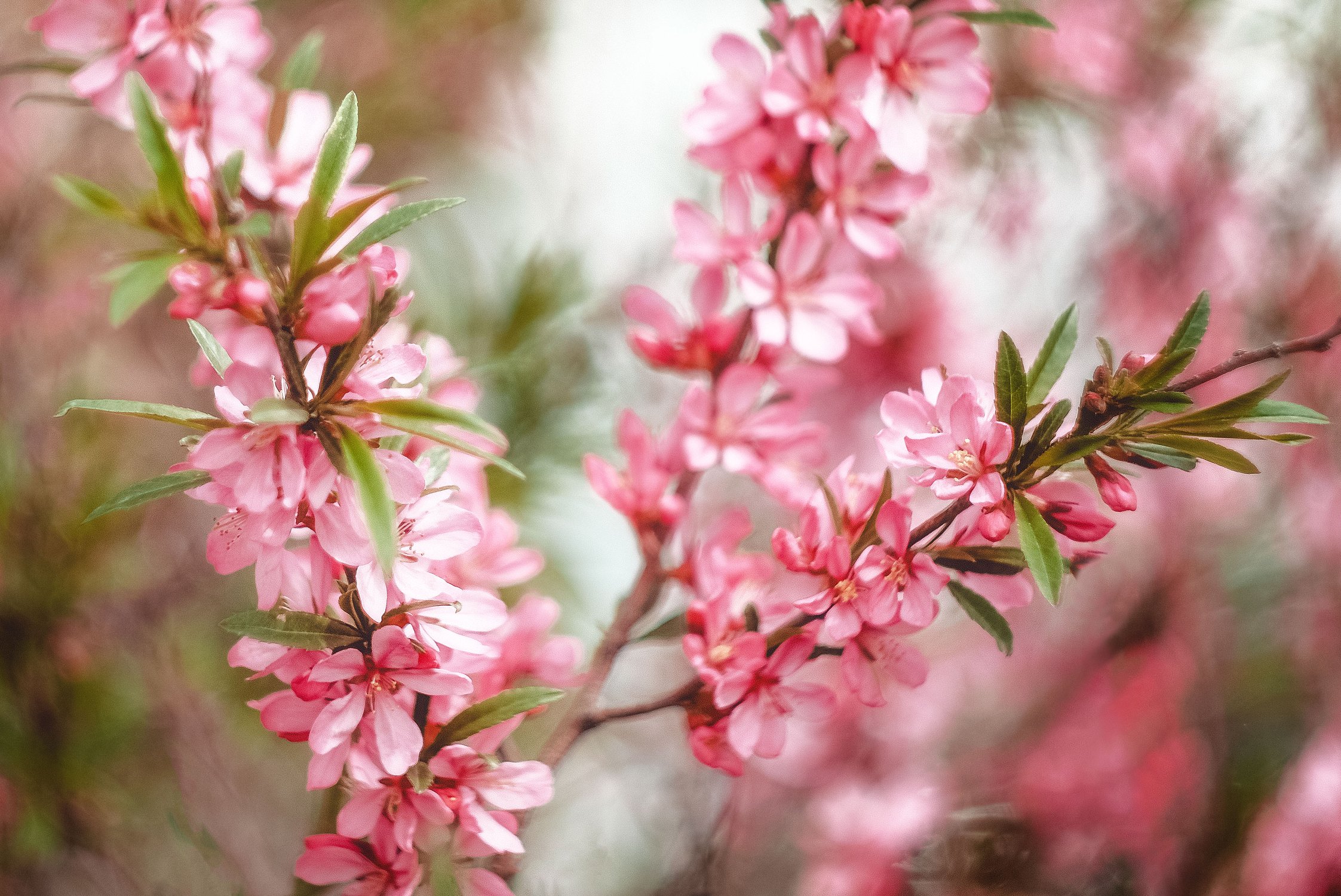 Цветение сливы персидской