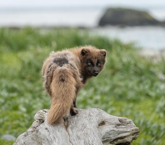 Хозяин острова