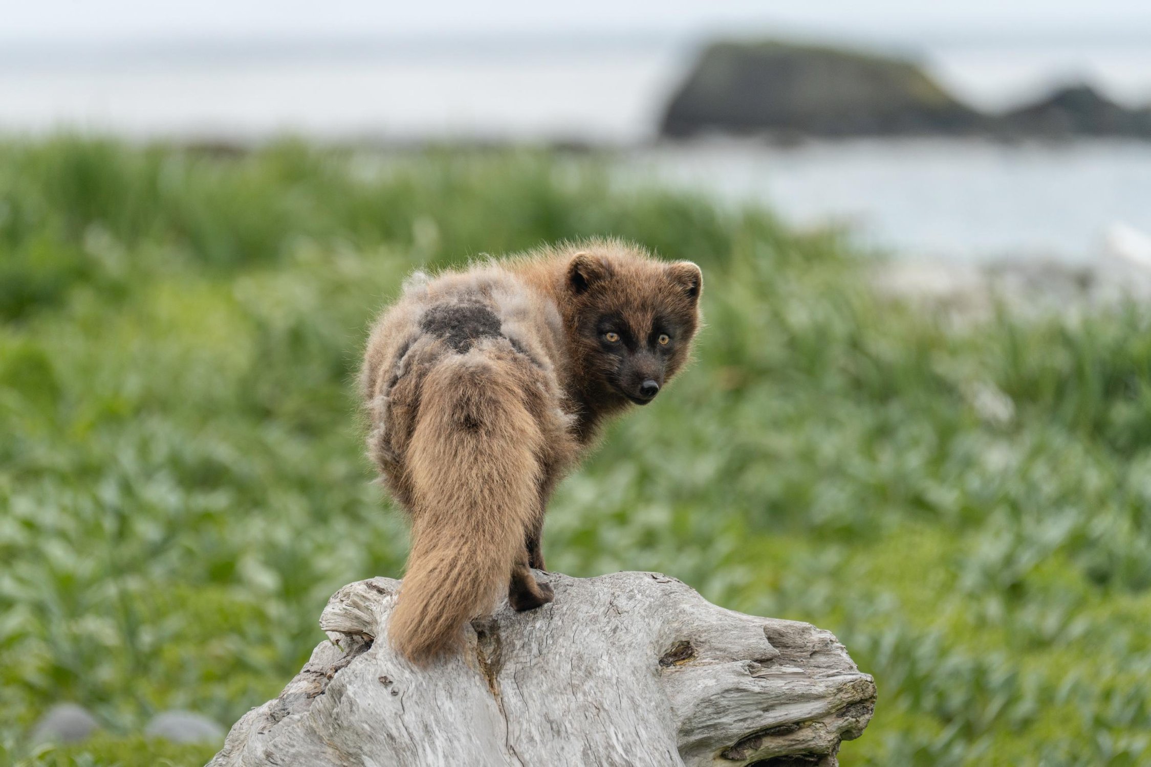 Хозяин острова