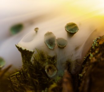 Дыхание мшистых земель