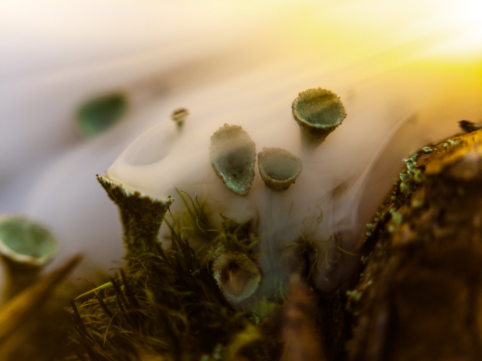 Дыхание мшистых земель