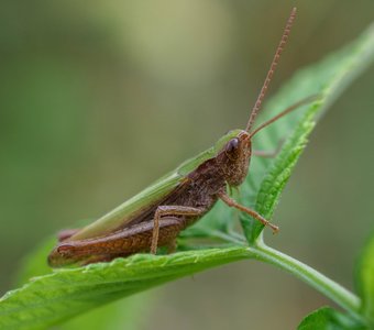 Конёк луговой