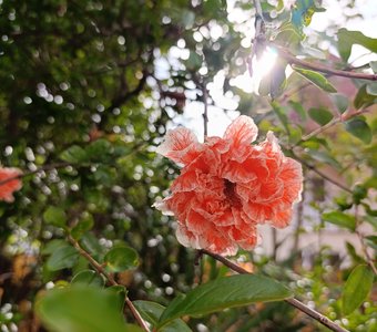 Гульнара — цветок граната