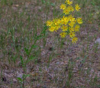 Якобея обыкновенная. Лесопарк Лебяжье. 2024