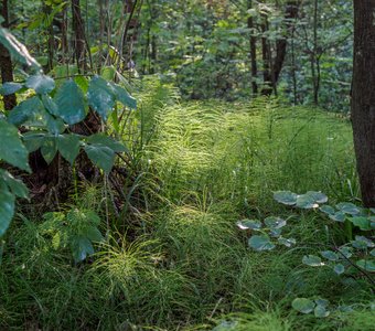 Хвощ в лесу