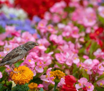 Любительница прекрасного