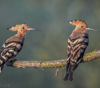 И стар, и млад