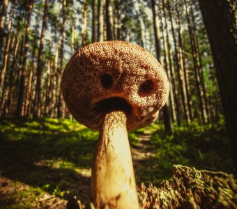 Страж соснового леса