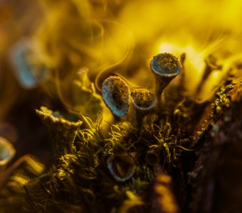 Микроскопическое солнце