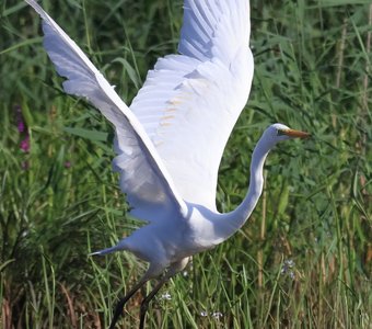 Я так хочу, Чтобы лето не кончалось, Чтоб оно за мной мчалось, За мною вслед.