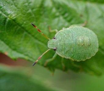 Щитник зелёный древесный