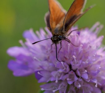 Толстоголовка cельская