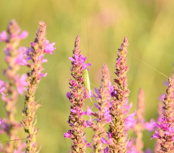 Самка кузнечика на дербеннике иволистном
