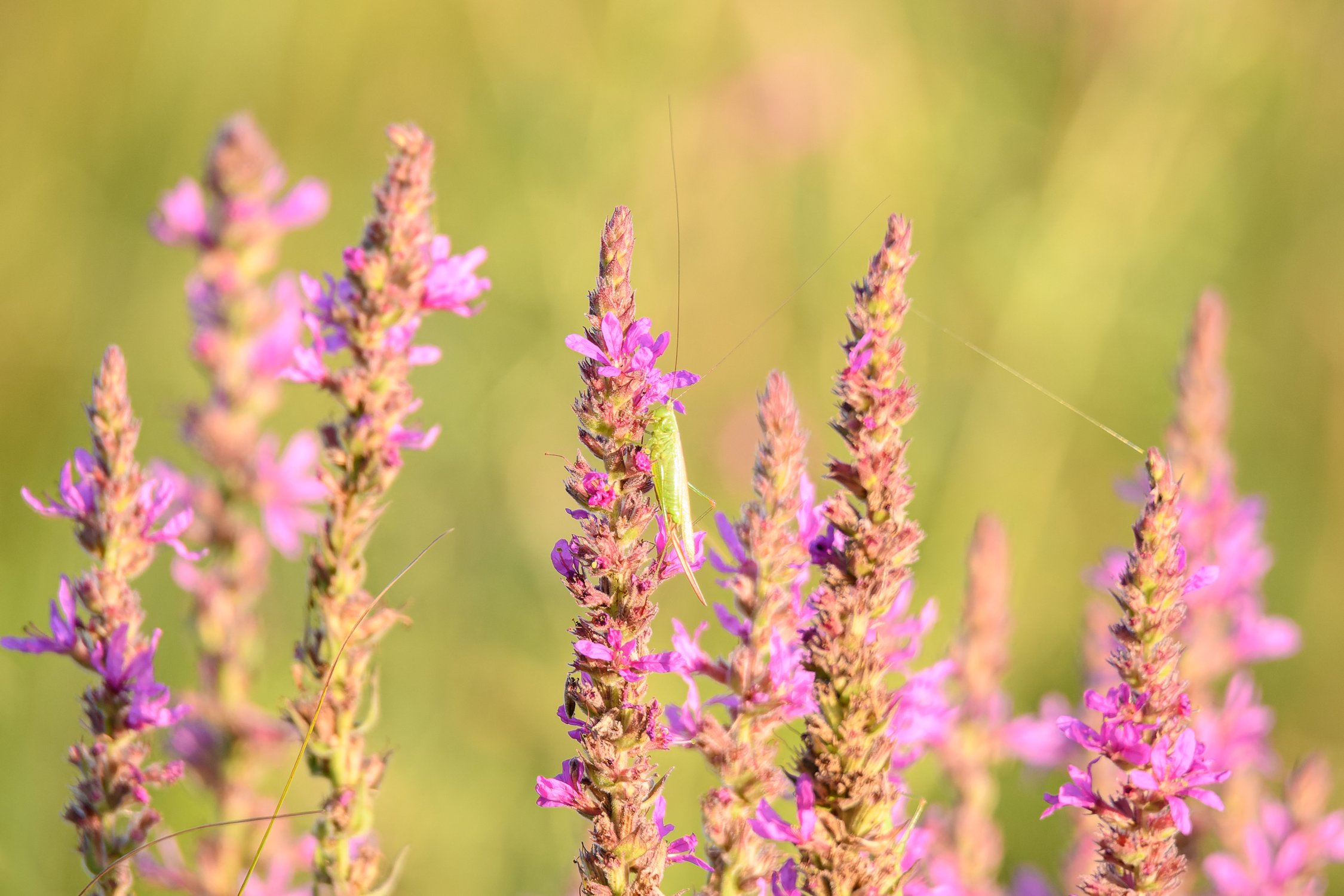 Самка кузнечика на дербеннике иволистном