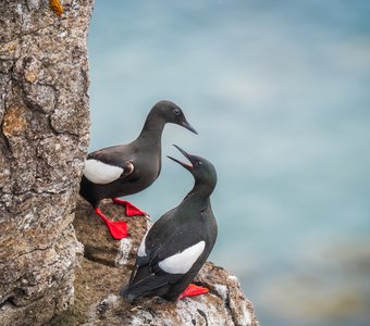 Арктический дуэт