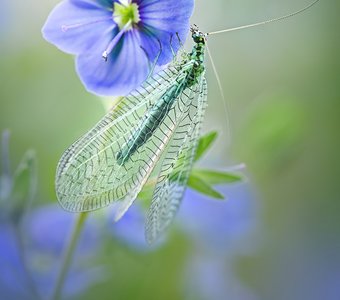 Утро златоглазки